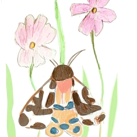 Бабочка - медведица и космея