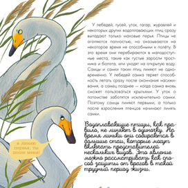 Иллюстрация к книге "Птицы. Биология. Физиология"