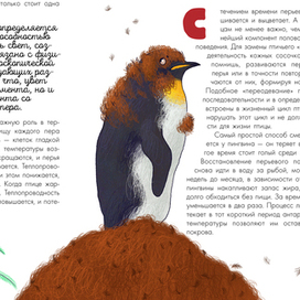 Иллюстрация к книге "Птицы. Биология. Физиология"