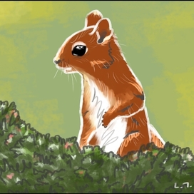 Белка в лесу