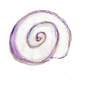 Раковина улитки янтины ломкой