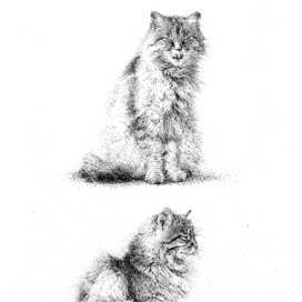 Кот. Зарисовочка.