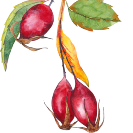 ветка шиповника