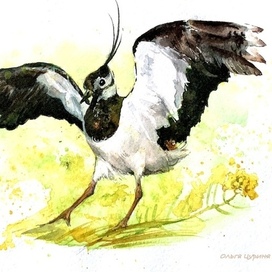 «Про чайку и чибиса» Юрий Коваль, АСТ, 2025