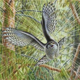 Виртуоз лесных полетов. Ястреб