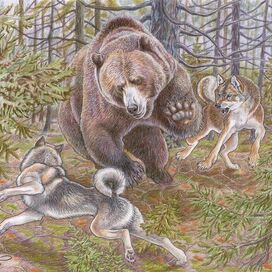 Лайки работают по медведю