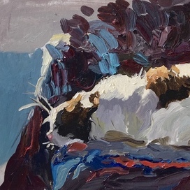 Кот под солнцем