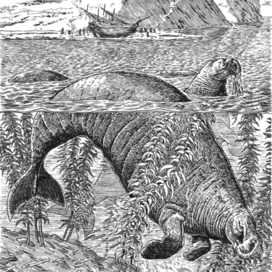 Пакетбот "Святой Пётр" на берегу. Пейзаж с коровами.