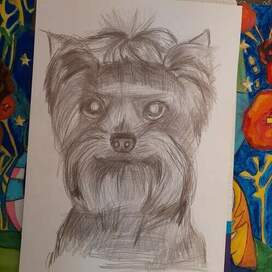 Собака НЕш Брейф