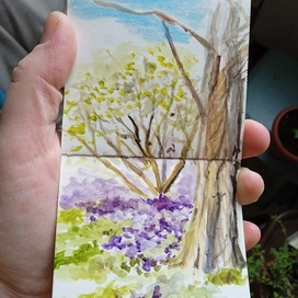 Хохлатки цветут. Пленэр. 8*16