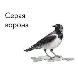 Птицы - серая ворона