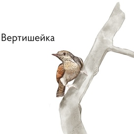Птицы - вертишейка