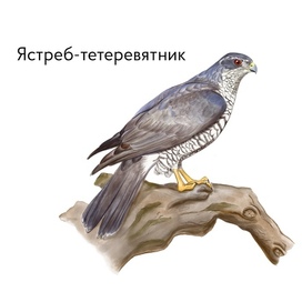 Птицы - ястреб-тетеревятник