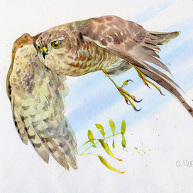 Ястреб-перепелятник из рассказа Модеста Богданова ‘Домашний воробей», АСТ, 2025