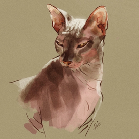 Кот