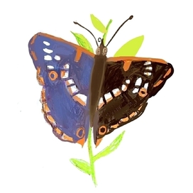 И переливница взмахнет крылом садясь... 