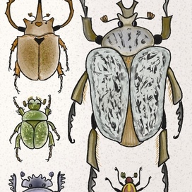 Scarabaeidae