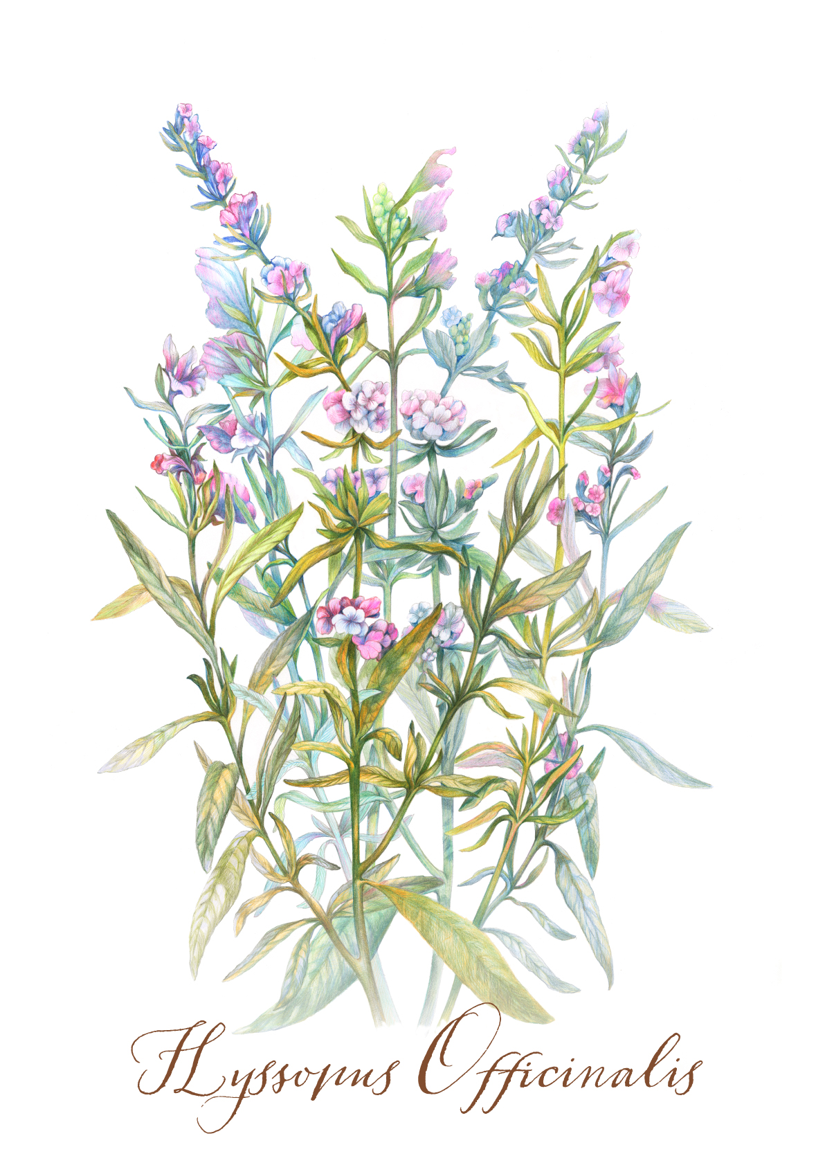 Ботаническая графика — Hyssopus Officinalis