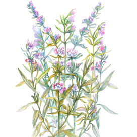 Ботаническая графика — Hyssopus Officinalis