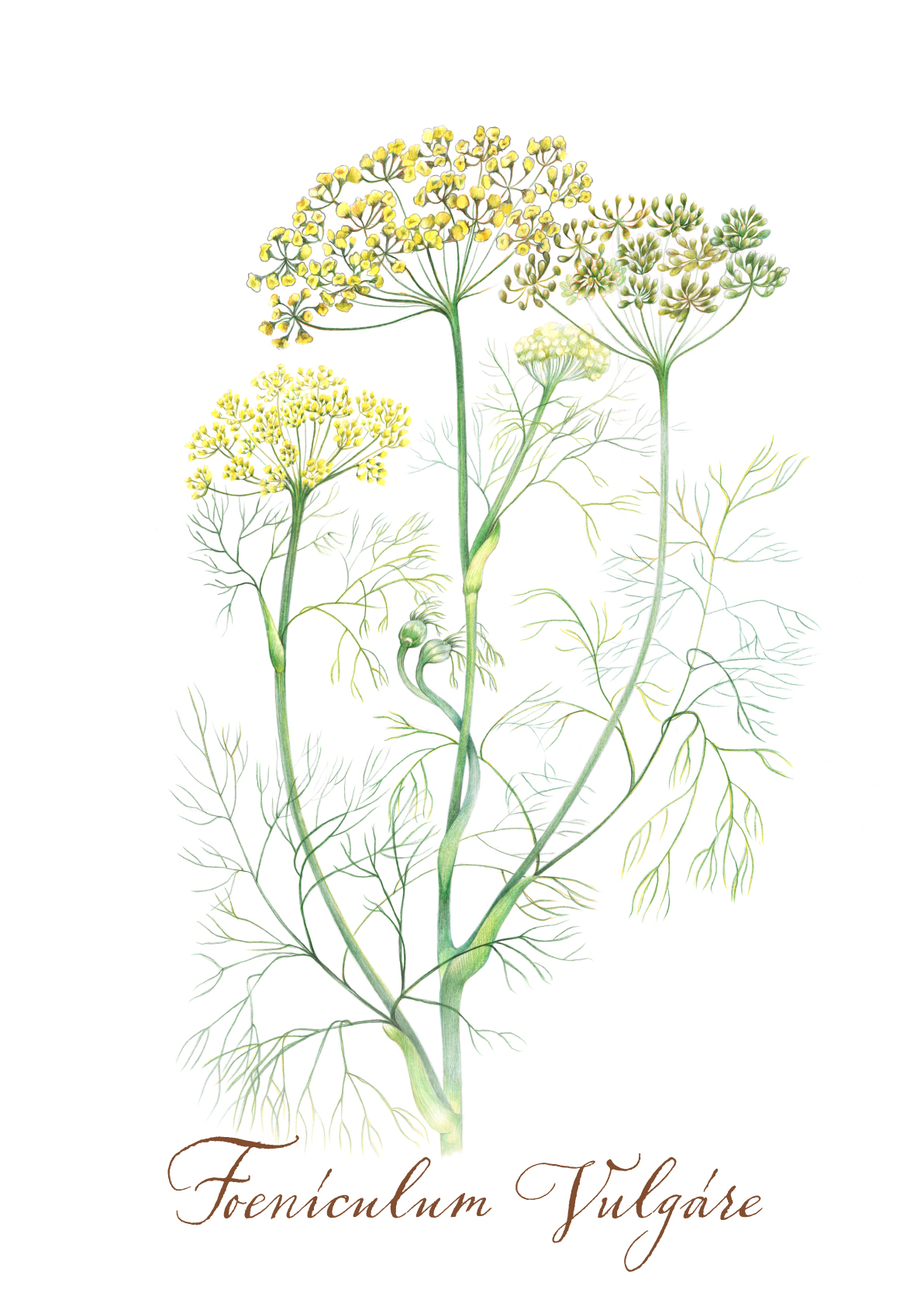 Ботаническая графика – Foeniculum Vulgare