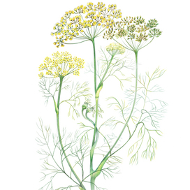 Ботаническая графика – Foeniculum Vulgare