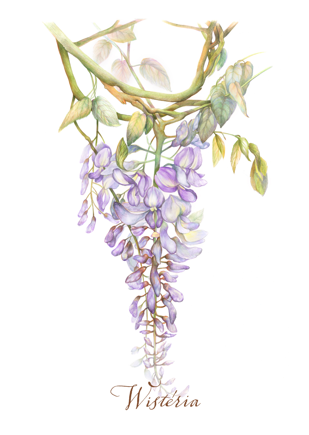 Ботаническая графика — Wisteria
