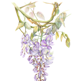 Ботаническая графика — Wisteria