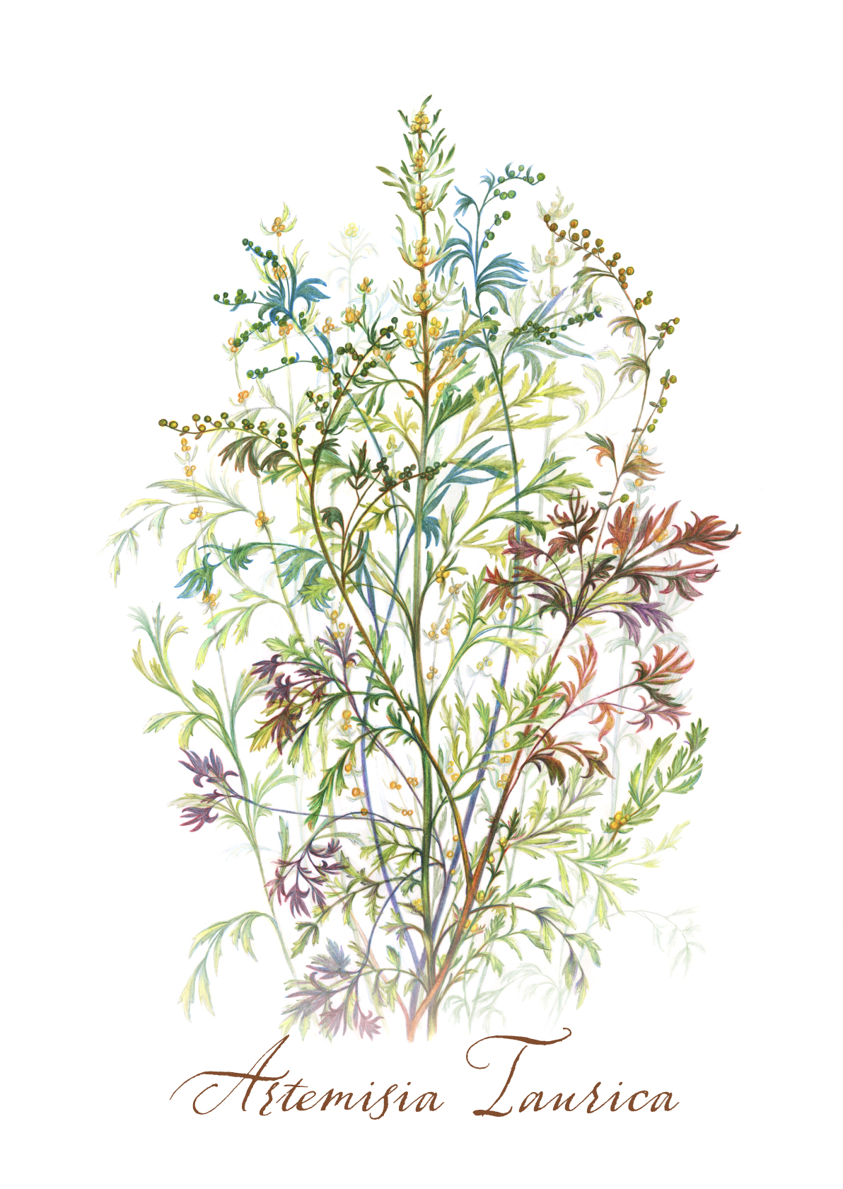 Ботаническая графика — Astemisia Taurica