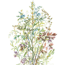 Ботаническая графика — Astemisia Taurica