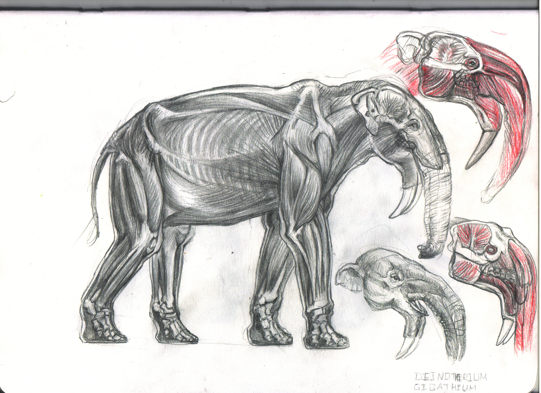 Dinotherium