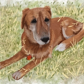 Пёс