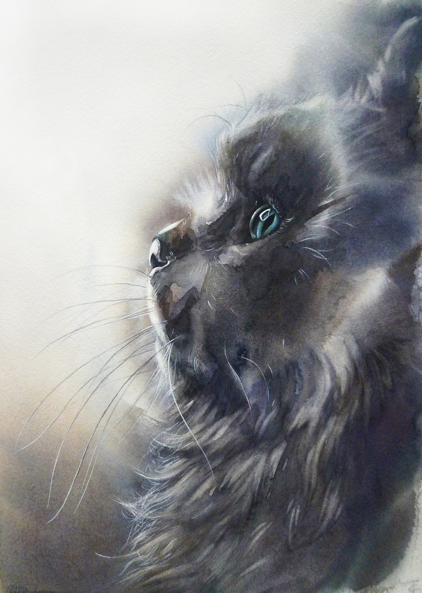 Чёрный кот