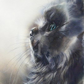 Чёрный кот