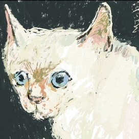 Кот