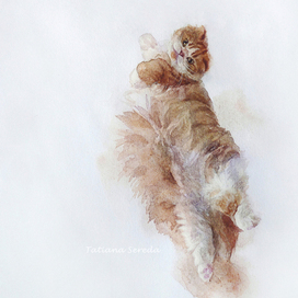 Летящий кот
