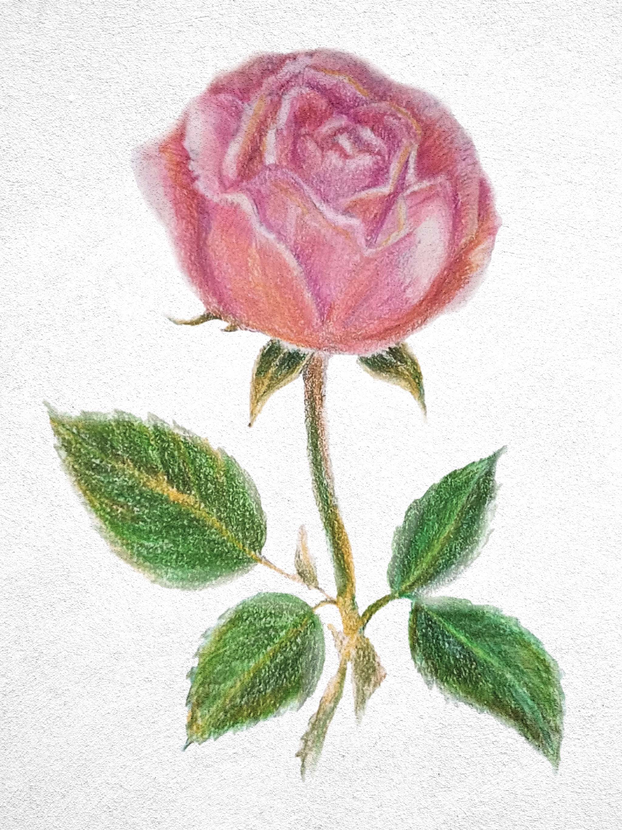 Роза