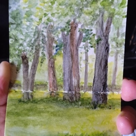 Липы. Пленэр. 8*16