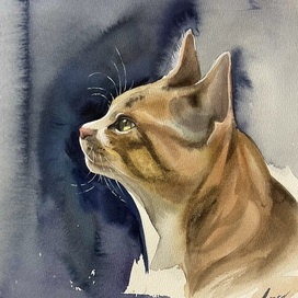 Портрет котика 