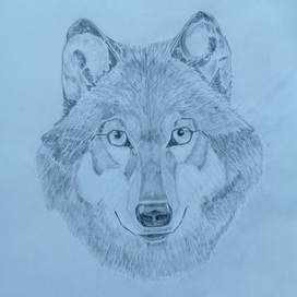   Volk