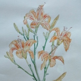 Liliy
