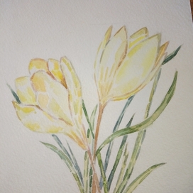   Crocus