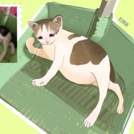 Совковый котенок