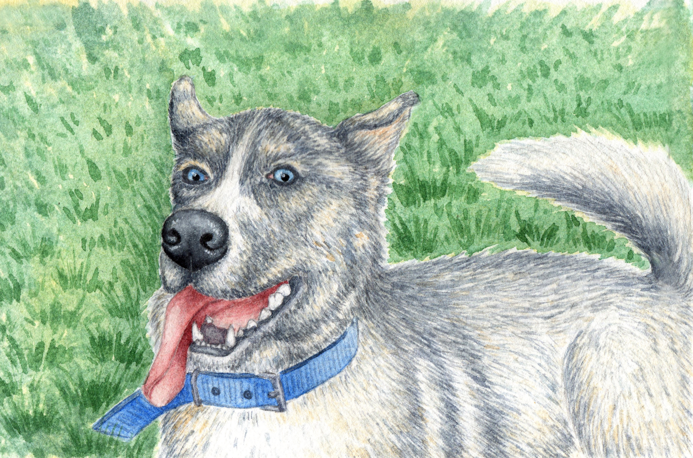 Dog on the Meadow