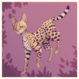 Кот