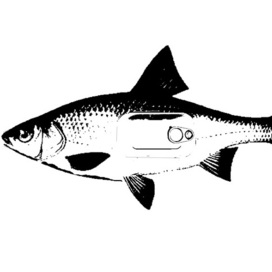 рыба