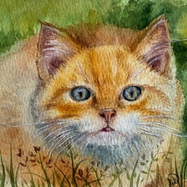 Котик Рыжик