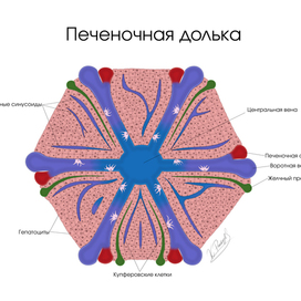 Печеночная долька
