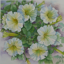 Петунии