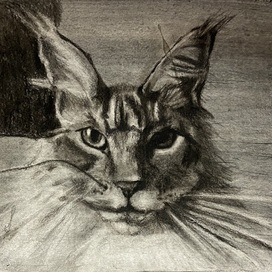 Кот в графике ( работа учебная) 