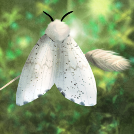Moth